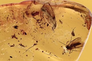 Fossil Termite, Fungus Gnat, True Midge, and Wasp in Baltic Amber #294383