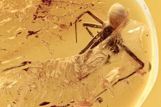 Detailed Fossil Spider (Araneae) & Mites (Acari) In Baltic Amber #294384