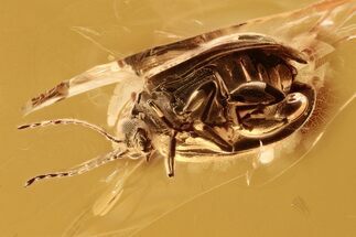 Detailed Fossil Flea Beetle (Galerucinae) in Baltic Amber #294264