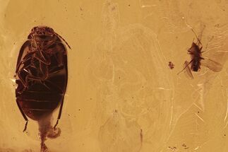 Fossil Marsh Beetle (Cyphon) and Fly (Diptera) in Baltic Amber #294267