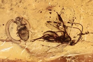 Fossil Fungus Beetle and Parasitoid Wasp in Baltic Amber #294280