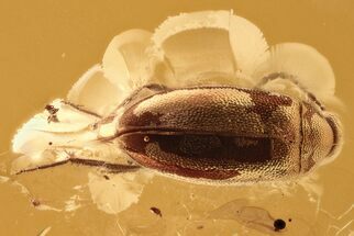 Detailed Fossil False Flower Beetle (Scraptiidae) in Baltic Amber #294284