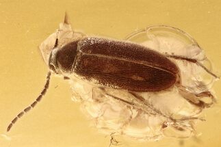 Detailed Fossil False Flower Beetle (Scraptiidae) in Baltic Amber #294286
