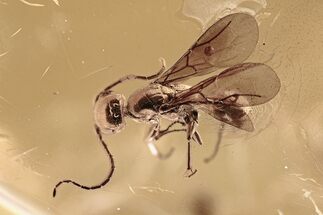 Detailed Fossil Wasp (Bethylidae) & Flies (Diptera) In Baltic Amber #294317