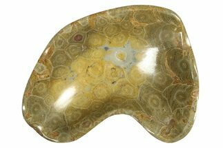 Polished Fossil Coral (Actinocyathus) Dish - Morocco #294085