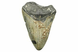 Bargain, Juvenile Megalodon Tooth - North Carolina #294433