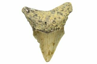 Bargain, Juvenile Megalodon Tooth - North Carolina #294435