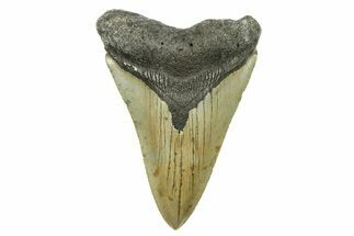 Serrated, Fossil Megalodon Tooth - North Carolina #294477