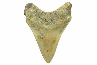 Serrated, Fossil Megalodon Tooth - North Carolina #294487