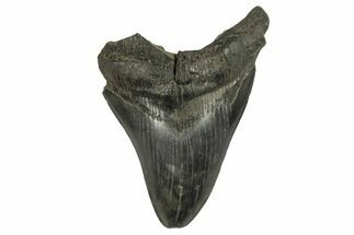 Bargain, Fossil Megalodon Tooth - South Carolina #294421