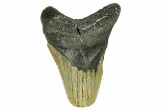 Bargain, Fossil Megalodon Tooth - Serrated Blade #294498