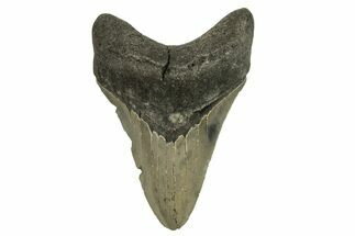 Serrated, Fossil Megalodon Tooth - North Carolina #294553