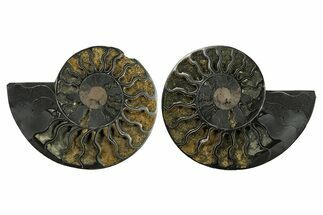 Black Cut & Polished Ammonite Fossil Pair - Deep Crystal Pockets #281380