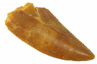Serrated, Raptor Tooth - Real Dinosaur Tooth #294598