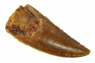 Serrated, Raptor Tooth - Real Dinosaur Tooth #294618