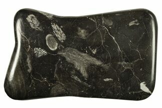 Polished Devonian Fossil Coral and Bryozoan Plate - Morocco #290343