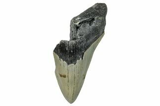 Partial, Fossil Megalodon Tooth - Serrated Blade #294694