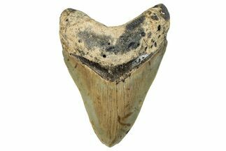Serrated, Fossil Megalodon Tooth - North Carolina #294704