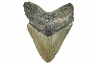 Serrated, Fossil Megalodon Tooth - North Carolina #294710