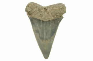 Fossil Mako Tooth - Lee Creek (Aurora), NC #294735