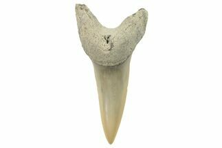 Fossil Shortfin Mako Tooth - Lee Creek (Aurora), NC #294742