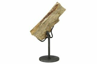 Fossil Dinosaur Rib Section w/ Metal Stand - South Dakota #294774