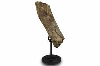 Fossil Hadrosaur Spinous Process w/ Metal Stand - South Dakota #294790