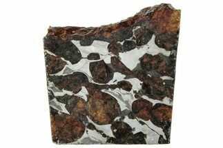 Polished Sericho Pallasite Meteorite ( g) Slice - Kenya #294857