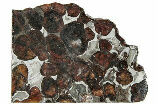 Sericho Pallasites For Sale