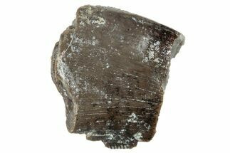 Theropod Dinosaur Partial Tooth - Colorado #286531