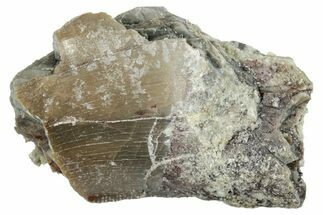 Theropod Dinosaur Partial Tooth - Colorado #286533