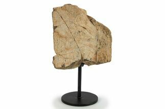 Fossil Sauropod Limb Bone Section w/ Metal Stand - Colorado #294901