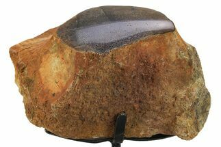 Fossil Sauropod Vertebra Section w/ Metal Stand - Colorado #294913