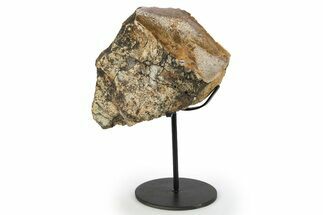 Fossil Sauropod Limb Bone Section w/ Metal Stand - Colorado #294914