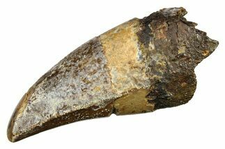 Serrated, Fossil Tyrannosaurus (T-Rex) Premax Tooth - Wyoming #294951
