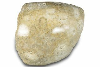 Polished Fossil Coral Head - Indonesia #293832