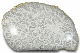 Polished Fossil Coral Head - Indonesia #293833