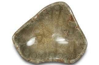 Polished Fossil Coral (Actinocyathus) Dish - Morocco #294089