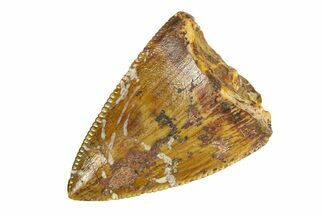 Serrated, Fossil Phytosaur (Redondasaurus) Tooth - New Mexico #294972