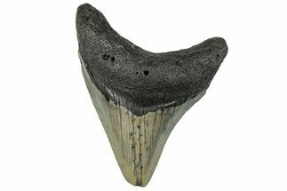 Serrated, Fossil Megalodon Tooth - North Carolina #295058