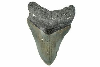 Serrated, Fossil Megalodon Tooth - North Carolina #295089