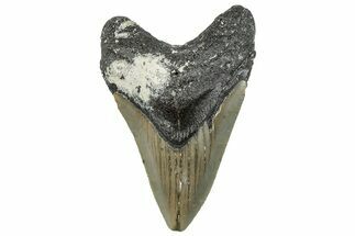 Serrated, Fossil Megalodon Tooth - North Carolina #295101