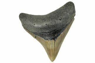 Serrated, Fossil Megalodon Tooth - North Carolina #295117