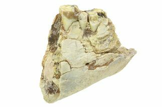 Fossil Oreodont (Merycoidodon) Partial Jaw - South Dakota #295198