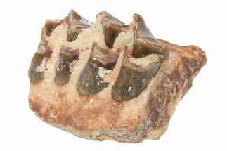 Fossil Oreodont (Merycoidodon) Jaw Section - South Dakota #295210