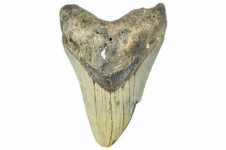 Bargain, Fossil Megalodon Tooth - North Carolina #295314