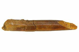 Fossil Sauropod Dinosaur (Rebbachisaurus) Tooth - Morocco #293659
