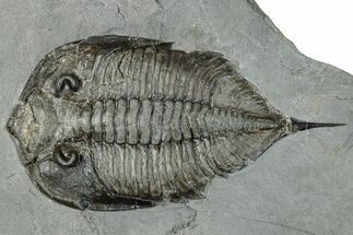 Dalmanites Trilobite Fossil - New York #295583