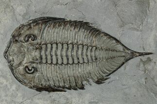 Dalmanites Trilobite Fossil - New York #295604