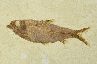 Fossil Fish (Knightia) - Wyoming #295580